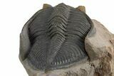 Gorgeous Zlichovaspis Trilobite - Orange Eyes #312784-5